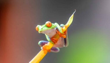 Different Types of Frogs in Minnesota