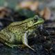 Different Types of Frogs in Texas