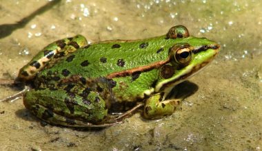 Different Types of Frogs in the World