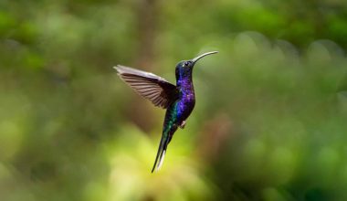 Different Types of Purple Birds