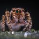 Different Types of Spiders in Montana