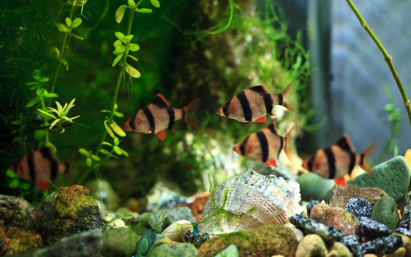 different types of tiger barbs