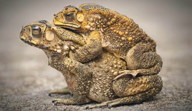 Different Types of Toads