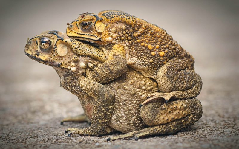 14 Different Types of Toads