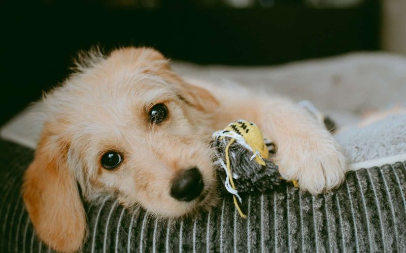 Dog Breeds That Start With B