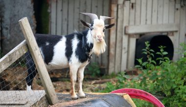 fainting goat