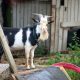 fainting goat