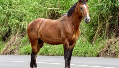 Horse Breeds Start With B