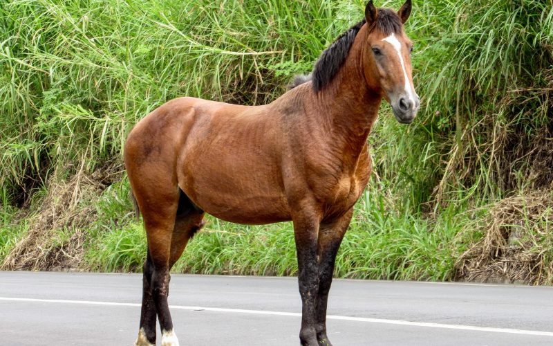 20 Horse Breeds That Start With B