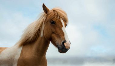 Horse Breeds That Start With E
