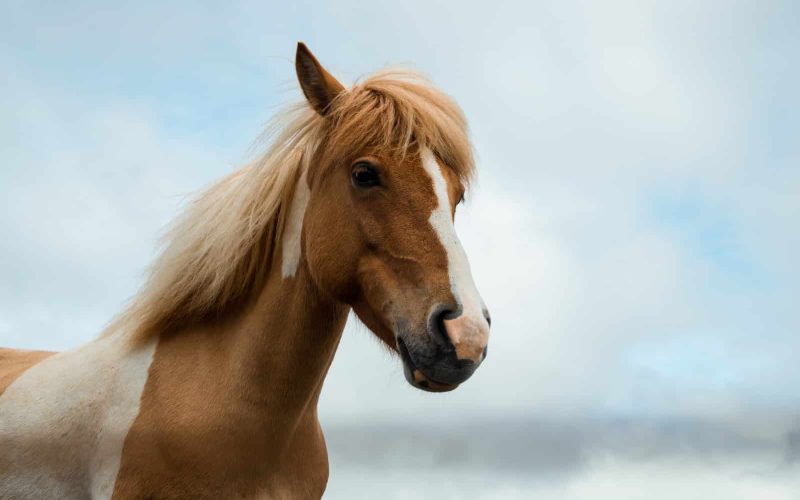 Horse Breeds That Start With E