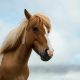 Horse Breeds That Start With E