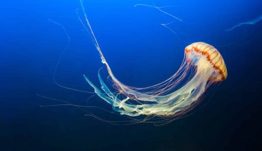 How Do Jellyfish Reproduce?