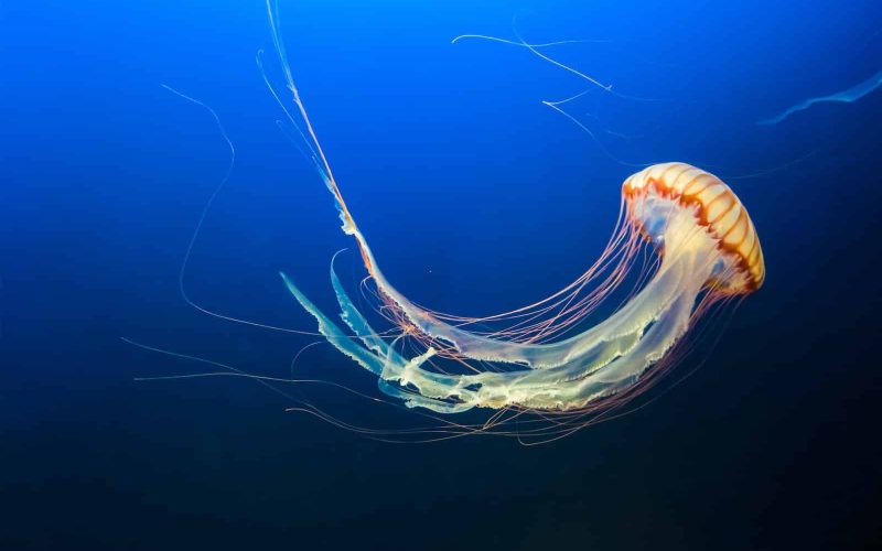 How Do Jellyfish Reproduce?