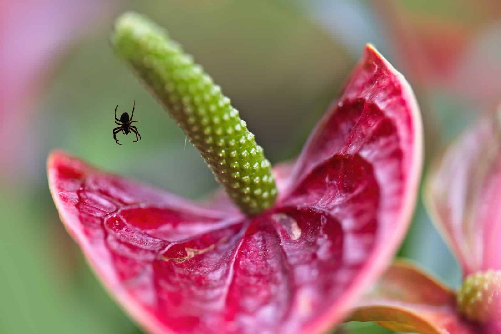 how-long-can-spiders-live-without-food