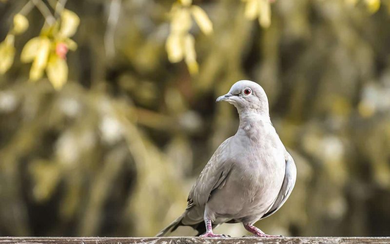 How Many Different Types of Doves Are There