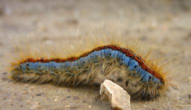 How Many Types of Caterpillars Are There?