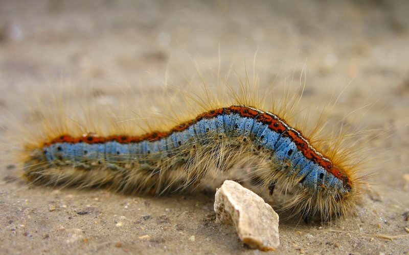 How Many Types of Caterpillars Are There?