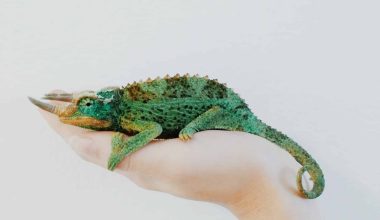 How Many Types of Chameleons Are There?
