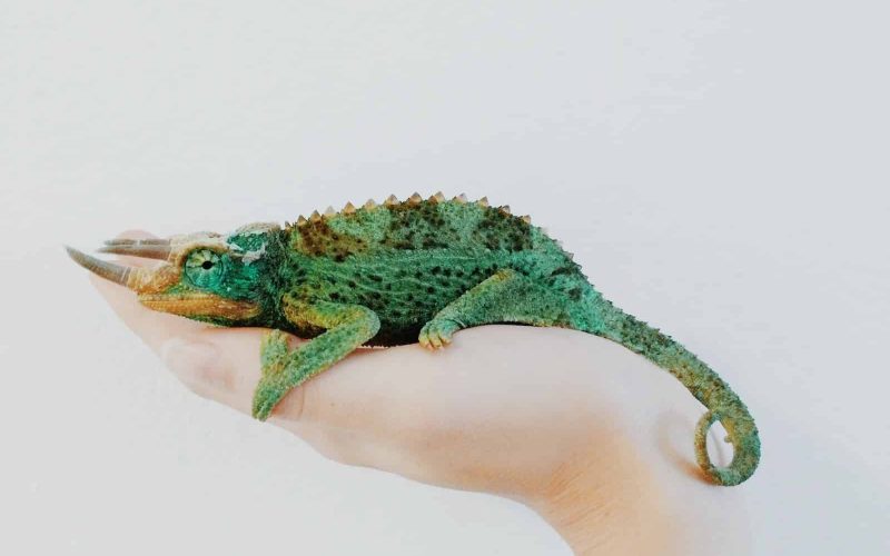 How Many Types of Chameleons Are There?