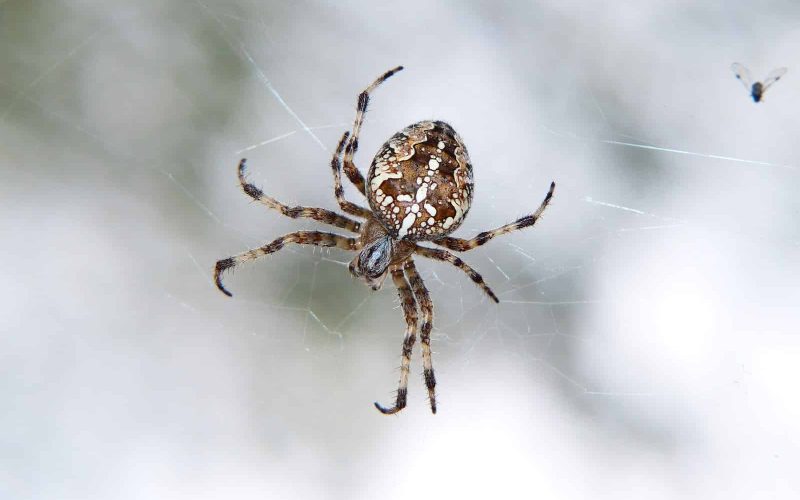 How Many Types of Spiders Are There?