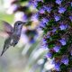 hummingbirds in illinois