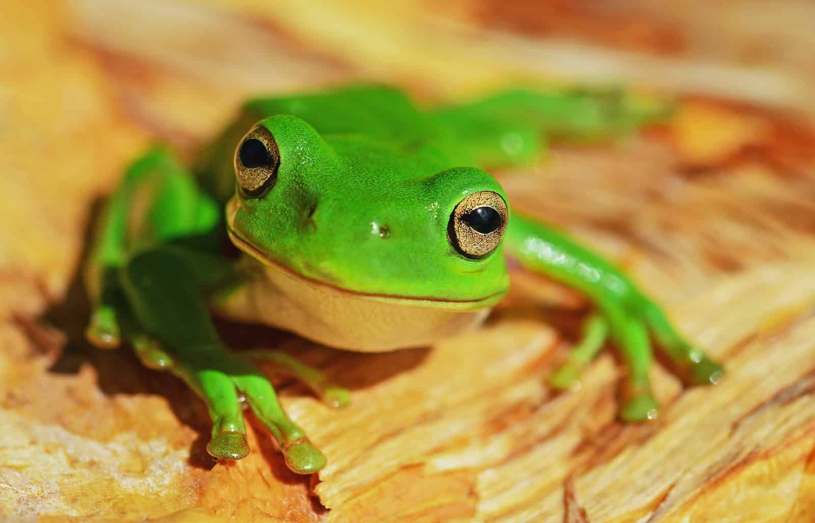 16 Largest Amphibians in the World