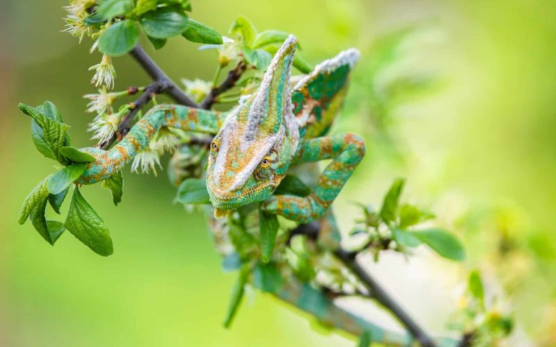 Largest Chameleons