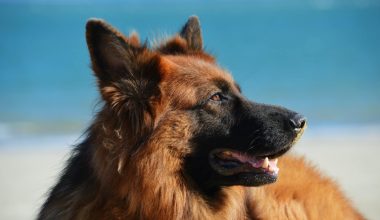 Largest Dog Breeds That Don't Shed