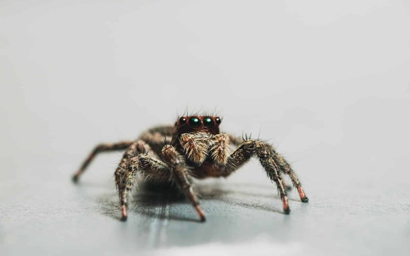 Most Common Types of Spiders in Mississippi