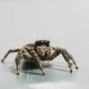 Most Common Types of Spiders in Mississippi