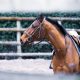 Most Popular Racing Horse Breeds