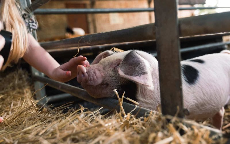 10 Petting Zoos in Arkansas