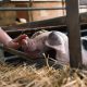 Petting Zoos in Arkansas