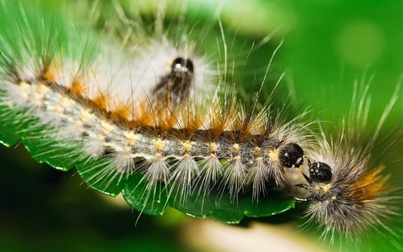 Types of Caterpillars in North Carolina