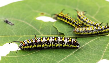 types of caterpillars in Maine