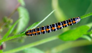 Types of Caterpillars in Iowa