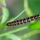 Types of Caterpillars in Iowa
