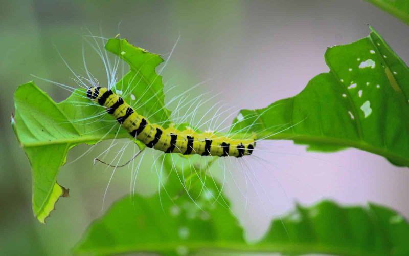 Types of Caterpillars in Kentucky
