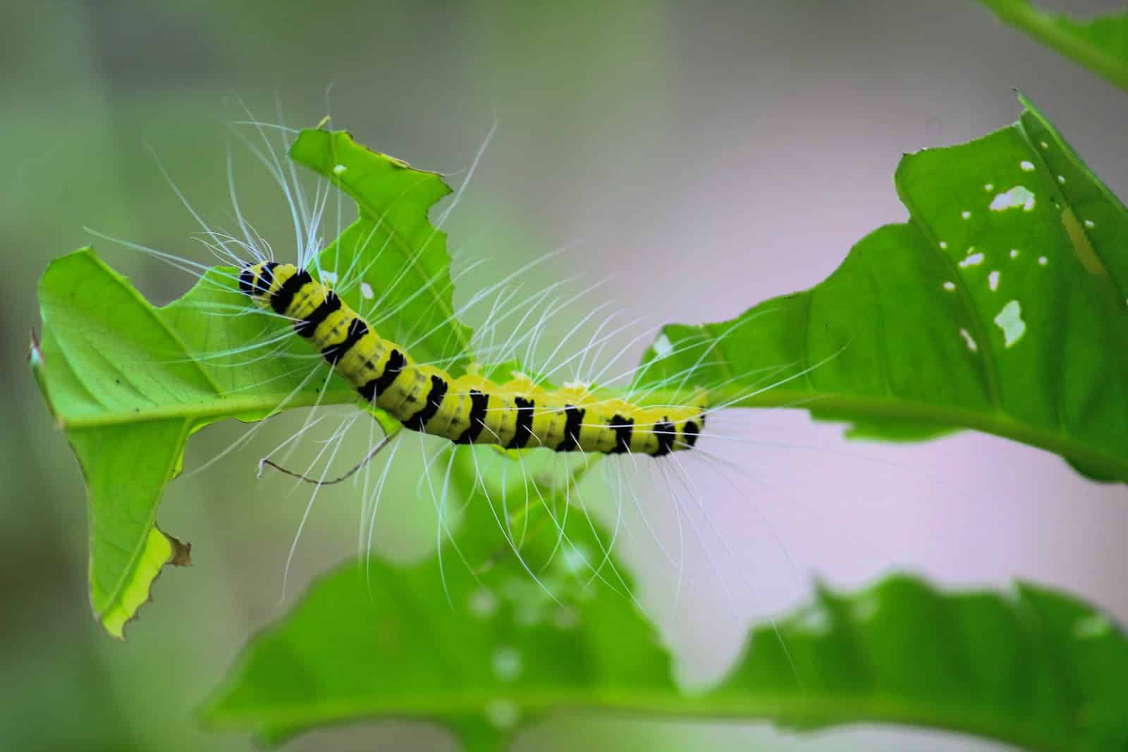 20-types-of-caterpillars-in-kentucky