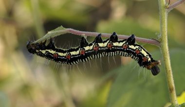 Types of Caterpillars in Maryland