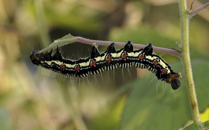 20 Types of Caterpillars in Maryland