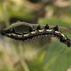 Types of Caterpillars in Maryland