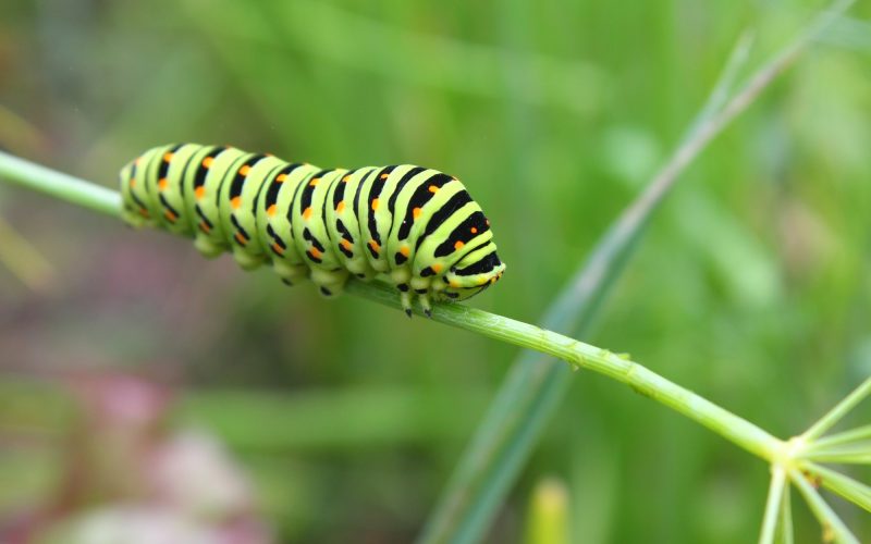 types of caterpillars in michigan