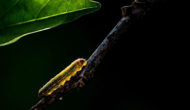 types of caterpillars in Wisconsin