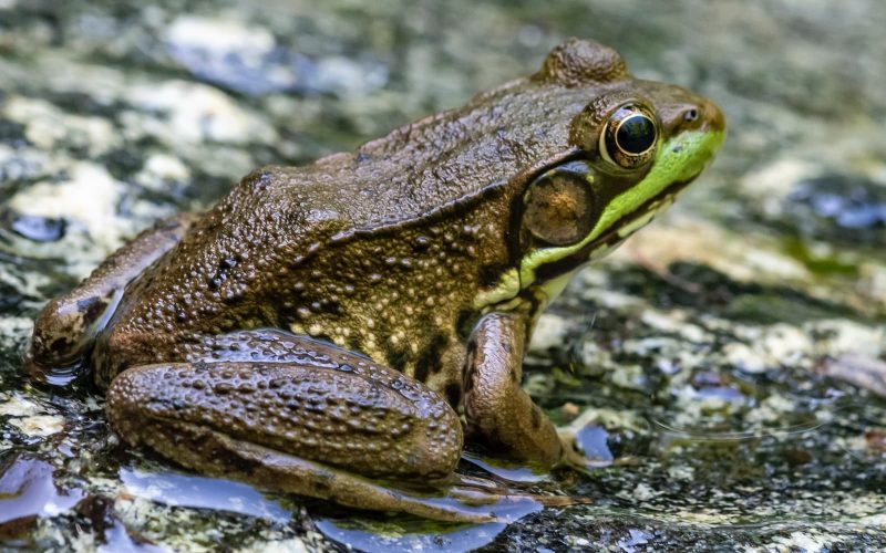 10 Types of Frogs in Arizona