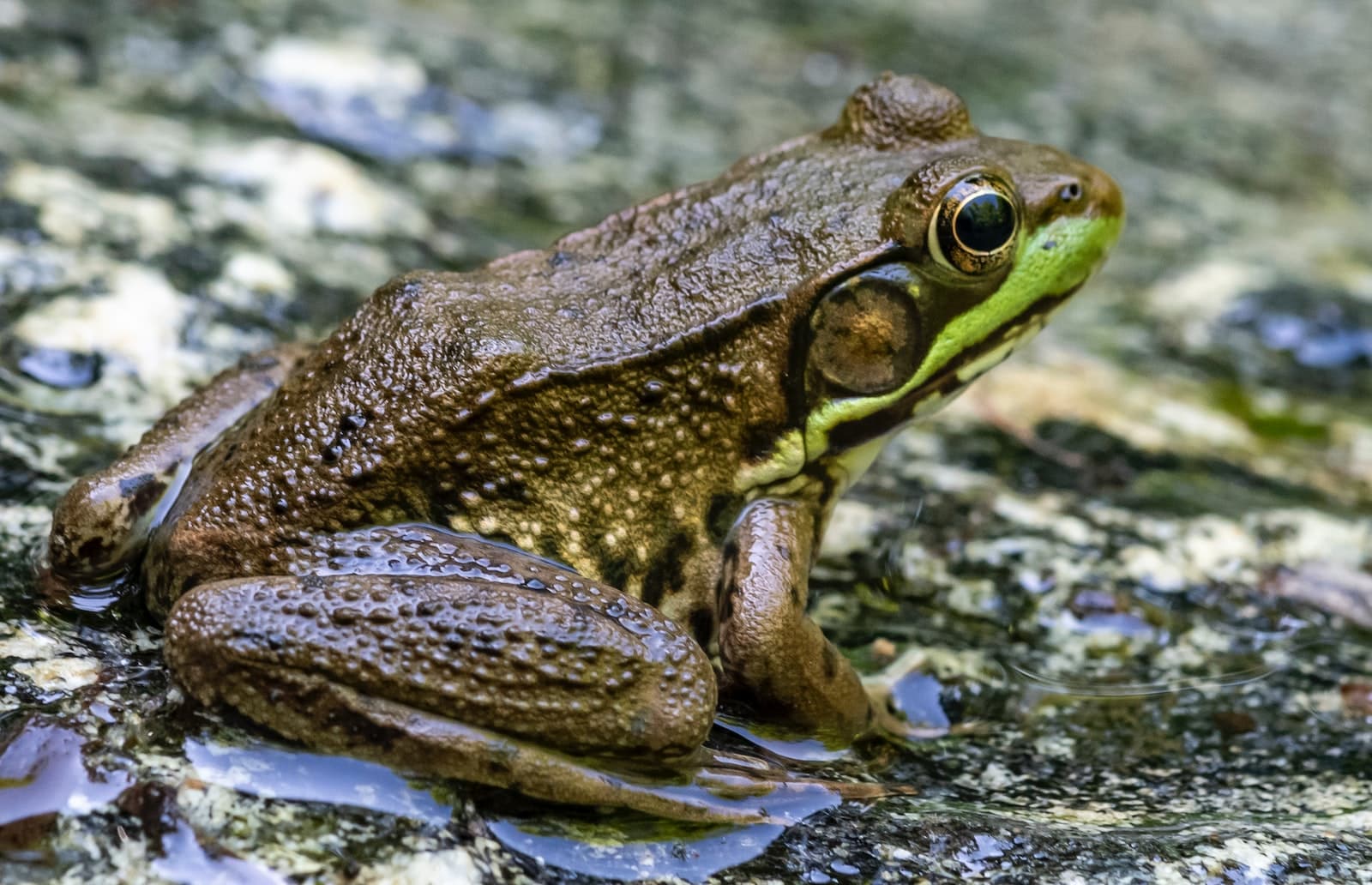 10 Different Types of Frogs in Arizona