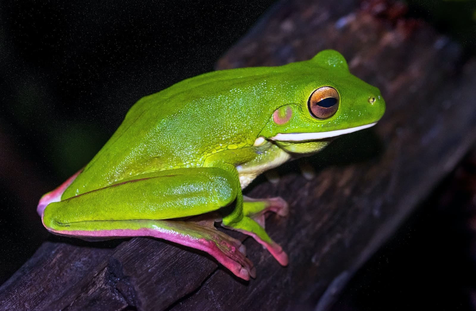 Different Types Of Tree Frogs