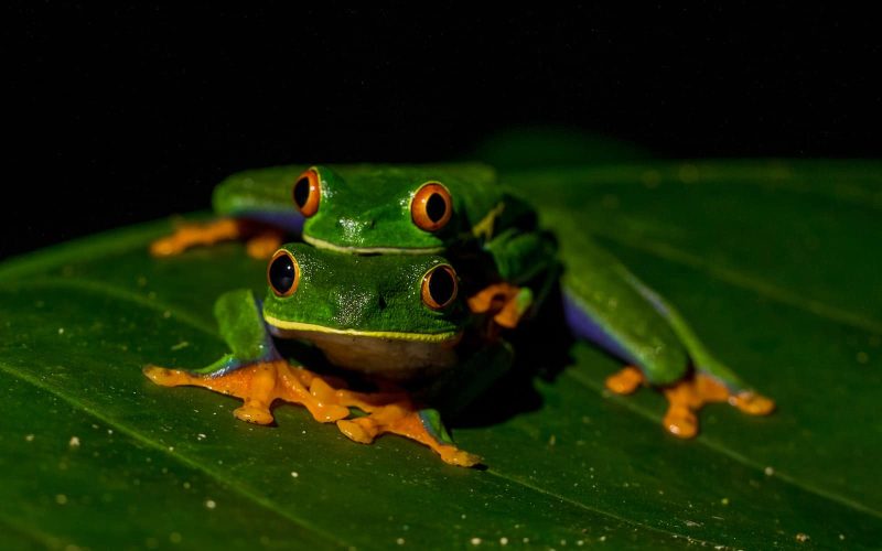 Types of Frogs in Utah
