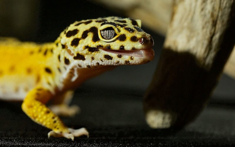 7 Different Types Of Geckos In Indonesia (with Pictures)